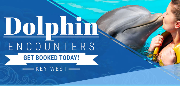 Dolphins Key West